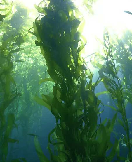 The Seaweed Company